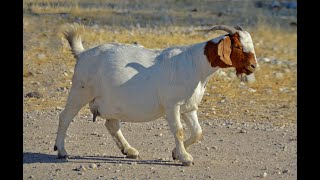 💚 La cabra BÓER Otjiwarongo Namibia 🐐🐐🐐🐐 [upl. by Arnaud]