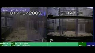 Sociability test in mice using the Laboras sociality cage module video 2 [upl. by Oek]