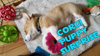 Surprising My Girlfriend With a Corgi [upl. by Emmalyn415]