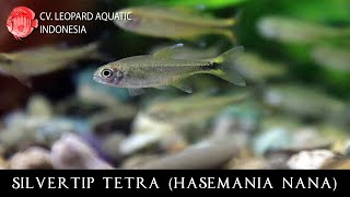 Hasemania nana The CHEERFUL Silvertip Tetra Leopard Aquatic C011B [upl. by Qahsi]