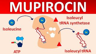 Mupirocin  Mechanism side effects precautions amp uses [upl. by Maye161]