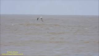 Blackbrowed Albatross flying over waves Uruguay by Antonio Silveira [upl. by Conlan610]