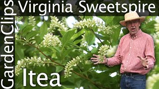 Virginia Sweetspire  Itea virginica  Growing Itea  Fragrant flowering perennial shrub [upl. by Viviane]