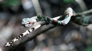 PIT VIPER Tropidolaemus laticinctus in midslough  Tangkoko Sulawesi [upl. by Coward]