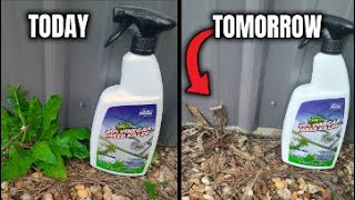 24 Hour Vinegar Weed Killer vs Chemicals [upl. by Lederer522]