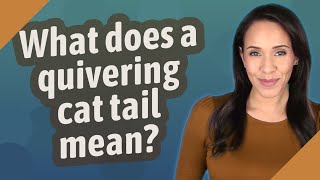 What does a quivering cat tail mean [upl. by Bohlin]