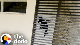 Cat Was Stuck Between Grates Of A 20Story Building  The Dodo [upl. by Tama]