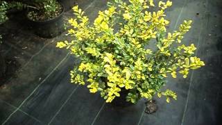 Ilex crenata Golden Gem [upl. by Rramaj]