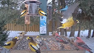 Winter Finch Mania In Ontario Grosbeaks Redpolls And Siskins Galore – Feb 1 2024 [upl. by Johannes]