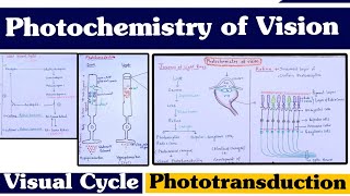 Photochemistry of Vision ll Visual Cycle ll Phototransduction ll Special Senses [upl. by Ardisj]