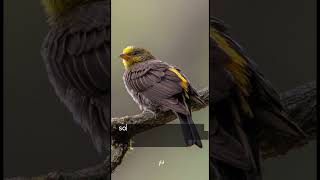 honeyguide bird bird honey uniqueanimals facts reels uniquecreatures shortfeed viral [upl. by Anelram]