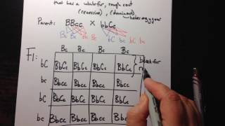 Dihybrid Crosses using a Punnett Square [upl. by Arah]