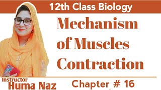 Class 11 BiologyCh20 Part4Mechanism of muscle contractionStudy with Farru [upl. by Jaret]