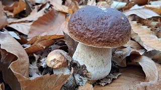 Trovo i migliori porcini a fine novembre nel castagno della Val Bormida [upl. by Michon]