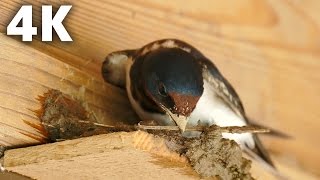 4K ツバメの巣作り Barn Swallow Building a Nest Ultra HD [upl. by Trent]