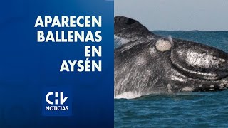 Aysén Aparece familia de ballenas que se creían prácticamente extintas [upl. by Ettessil810]