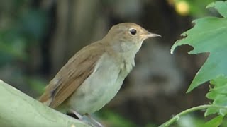 Ptice Hrvatske  Slavuj Luscinia megarhynchos Birds of Croatia  Nightingale 66 [upl. by Alul]