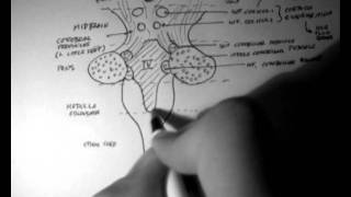 Brainstem Anatomy 3  Posterior Aspect [upl. by Lanrev]