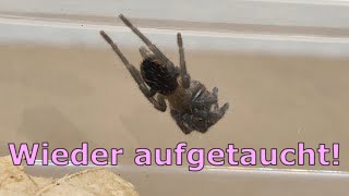 Flauschi Tliltocatl albopilosus ist wieder da Wenn die Spinne plötzlich in der Asselbox sitzt [upl. by Parker]