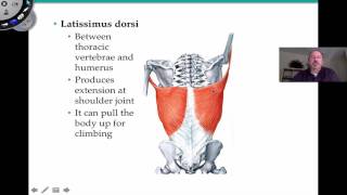 Appendicular Muscles [upl. by Sirtaeb]