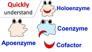 Cofactors  Coenzymes  Holoenzyme  Apoenzyme [upl. by Halyahs]