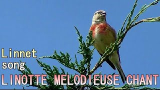 Chant  LINOTTE MELODIEUSE  Song of Linnet [upl. by Sicard857]