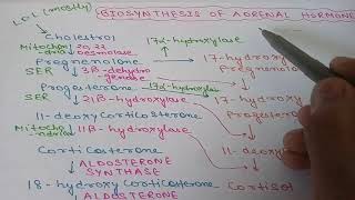 BIOSYNTHESIS OF ALDOSTERONE AND CORTISOLCORTICAL HORMONESFROM GANONG [upl. by Nosned29]