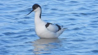 Goldcliff Birding 190  Avocet Chiffchaff Linnet 4K [upl. by Doerrer]