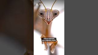 Why a praying mantis always seems to stare at you [upl. by Isteb]