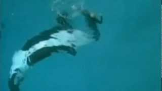 Killer whale drags trainer underwater at SeaWorld San Diego [upl. by Korella]