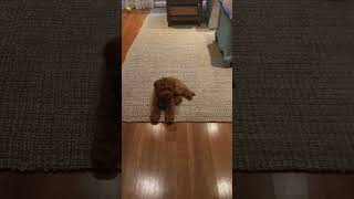 🐶💖 Australian Labradoodle Puppy Dog Training Doodle Cute Pup Learning [upl. by Barnes]