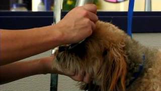 Dog Grooming  How to Groom a Lhasa Apso [upl. by Wilkie]