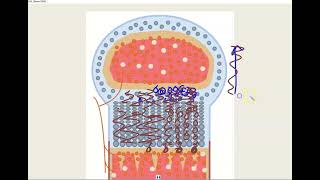 Interstitial and appositional growth video [upl. by Alokin]