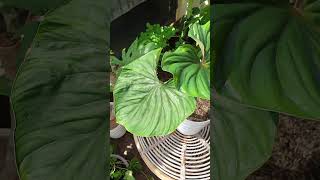 have you seen my plowmanii philodendron [upl. by Novihc701]