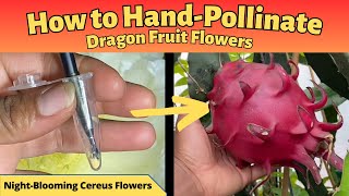 How to HandPollinate Dragon Fruit Flowers [upl. by Marvin]