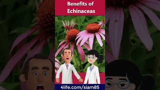 The properties of echinacea for boosting immunity 4life 4lifetransferfactor immuneboosting [upl. by Ttoile210]