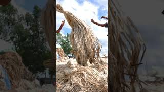 കണ്ടാൽ മുടിയാണെന്നെ പറയൂ🧵 ചണംthread that nature gives us jute making process [upl. by Sclater]