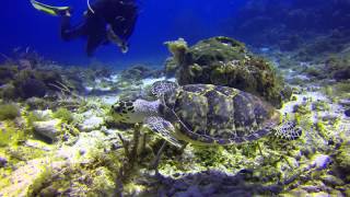 Most Beautiful Diving in Cozumel April 2014 [upl. by Nadirehs]