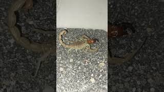 Hottentotta tamulus Indian Red Scorpion eat baby Blatta Lateralis [upl. by Anyt]