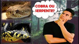 Diferença entre cobra víbora e serpente  Curiosidades biológicas [upl. by Kyl]