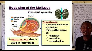 Phylum Mollusca 1 [upl. by Poore]