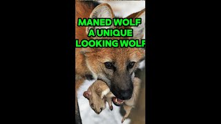 Maned Wolf  A Unique Looking Wolf animals situations world [upl. by Jelsma139]