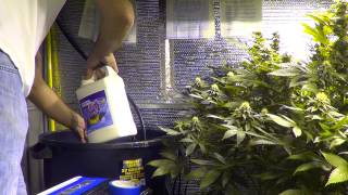 Beginning of week 5 flower Botanicare PureBlend Pro  additives feeding schedule dose by dose [upl. by Adnovad542]