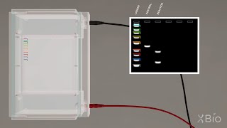 Virtual Lab Simulation Agarose Gel Electrophoresis [upl. by Luttrell]