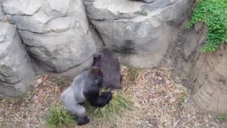 GORILLA FIGHT AT HOUSTON ZOO ARPLATINUM [upl. by Akinaj]