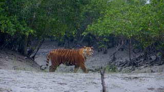 Feared Loved Worshipped The Enigma of the Sundarbans Tiger [upl. by Sgninnej]