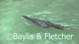 Monitor lizard swimming Malaysia 20130223083316m2ts [upl. by Nodearb]