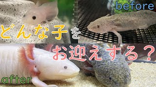 【春勉⑦】お迎えするウーパールーパーの選び方😏 22 ウーパールーパー axolotl アクアリウム かわいい動物 [upl. by Alduino]