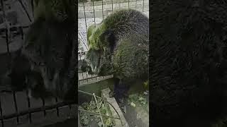 Wild animal eating moments shortvideo [upl. by Namad]