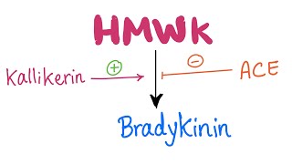 KallikreinKinin​ System Pathway Let’s make Bradykinin  Physiology Biochemistry Pharmacology [upl. by Sirapal]